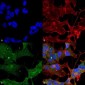 ATG3 Antibody